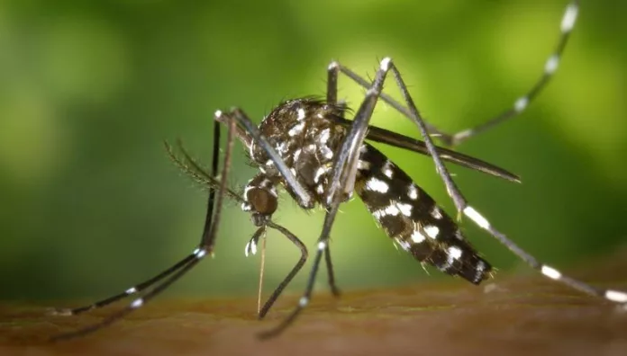 Aumentan los criaderos del zancudo transmisor del dengue durante la época lluviosa Durante la temporada de lluvias aumentan los criaderos del zancudo Aedes aegypti, transmisor del dengue, lo que genera preocupación en los hogares salvadoreños.