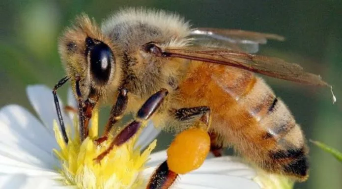 Las abejas meliponas contribuyen a conservar los ecosistemas y producen una miel única, medicinal y nutritiva.