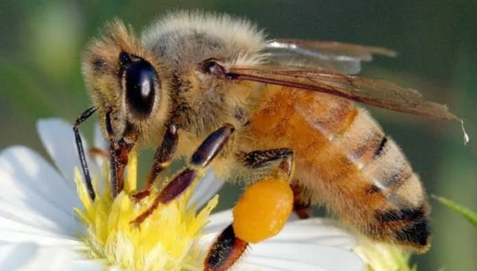 Abejas meliponas polinizadoras sin aguijón que transforman ecosistemas Las abejas meliponas contribuyen a conservar los ecosistemas y producen una miel única, medicinal y nutritiva.