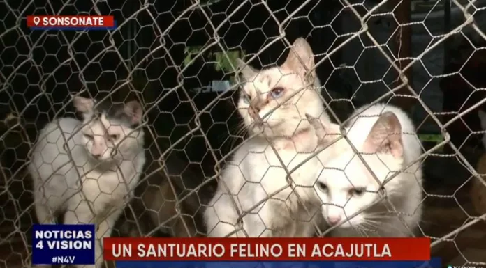 Neydi y Edgar han convertido su hogar en un santuario felino donde más de 400 gatos reciben amor, cuidados y una segunda oportunidad.