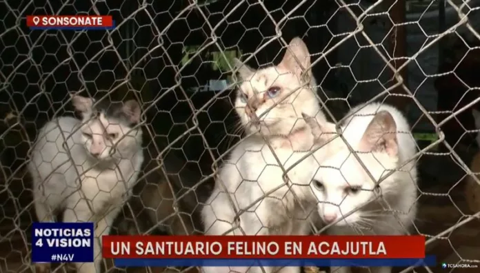Santuario felino, una historia de amor y esperanza para más de 400 gatos Neydi y Edgar han convertido su hogar en un santuario felino donde más de 400 gatos reciben amor, cuidados y una segunda oportunidad.