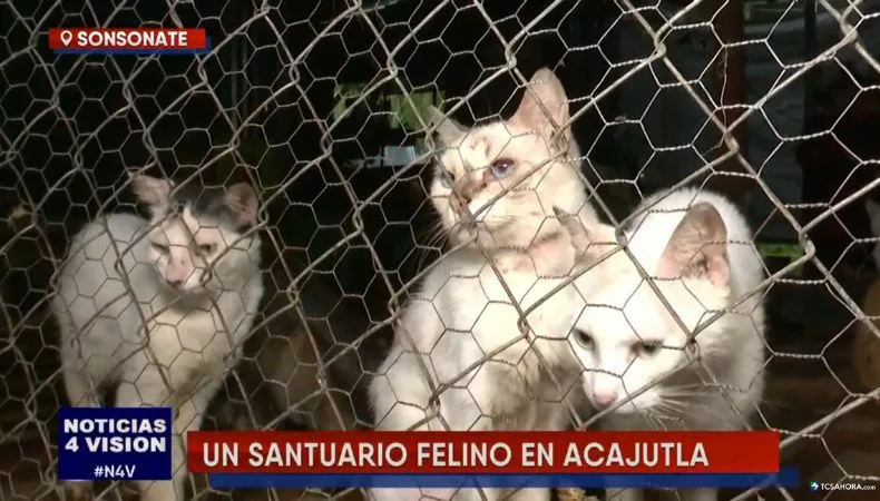 Santuario felino, una historia de amor y esperanza para más de 400 gatos