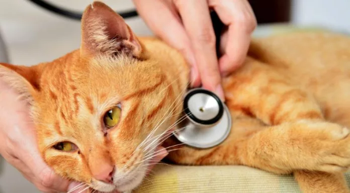 La leucemia felina es un virus que puede afectar a gatos de todas las edades. La prevención es vital para proteger su salud y bienestar.