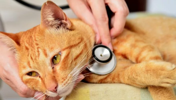 Leucemia felina un virus silencioso que amenaza la salud de los gatos La leucemia felina es un virus que puede afectar a gatos de todas las edades. La prevención es vital para proteger su salud y bienestar.
