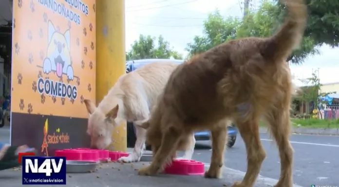 Un joven del distrito de San Martín, San Salvador Este, creó un comedor que alimenta y da esperanza a los perros sin hogar.