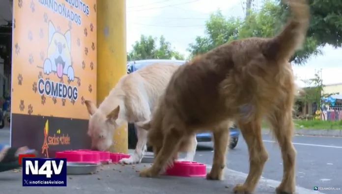 Comedog, el lugar donde los perros sin hogar encuentran alimento y cariño Un joven del distrito de San Martín, San Salvador Este, creó un comedor que alimenta y da esperanza a los perros sin hogar.