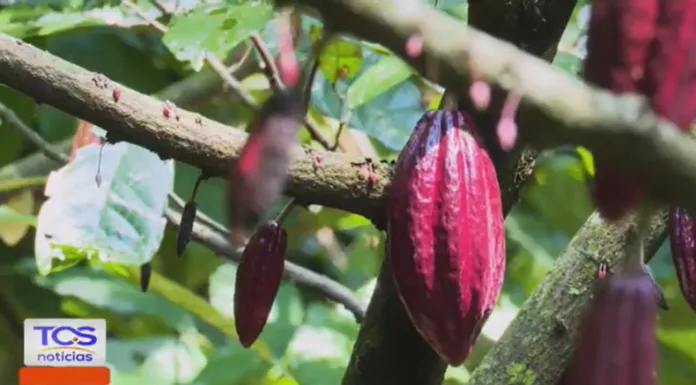 Las recientes lluvias en el país han afectado directamente la producción y el estado de varios cultivos, especialmente el cacao, clave para la economía de numerosas familias productoras.
