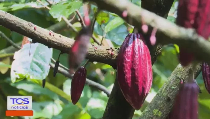 Lluvias afectan la producción de cacao en Jayaque Las recientes lluvias en el país han afectado directamente la producción y el estado de varios cultivos, especialmente el cacao, clave para la economía de numerosas familias productoras.