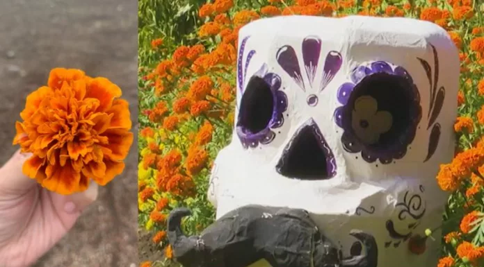La flor de Cempasúchil, símbolo del Día de los Muertos en México, ahora también se cultiva en San Juan Opico, La Libertad.