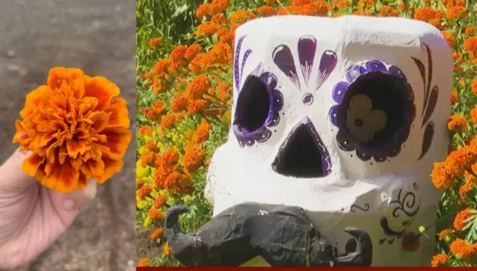 La flor de Cempasúchil, símbolo del Día de los Muertos, florece en tierras salvadoreñas La flor de Cempasúchil, símbolo del Día de los Muertos en México, ahora también se cultiva en San Juan Opico, La Libertad.