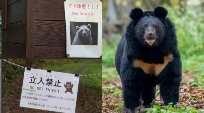 Diez personas han muerto por ataques de osos en Japón este año, por lo que el gobernador de Akita solicitó al gobierno que envíe al ejército a la región.