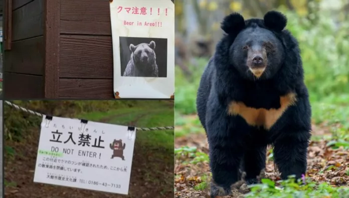 Gobernador japonés pide ayuda militar ante ataques de osos Diez personas han muerto por ataques de osos en Japón este año, por lo que el gobernador de Akita solicitó al gobierno que envíe al ejército a la región.