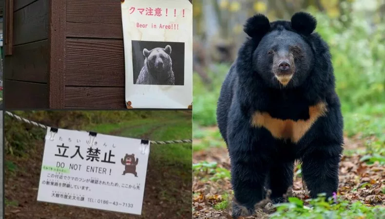 Gobernador japonés pide ayuda militar ante ataques de osos Diez personas han muerto por ataques de osos en Japón este año, por lo que el gobernador de Akita solicitó al gobierno que envíe al ejército a la región.