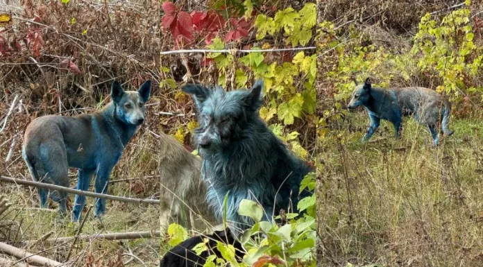 Varios perros con un inusual pelaje color azul aparecieron en la zona de exclusión cercana a la planta nuclear de Chernóbil, en Ucrania.