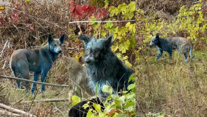 Un nuevo misterio en Chernóbil aparecen perros con pelaje azul Varios perros con un inusual pelaje color azul aparecieron en la zona de exclusión cercana a la planta nuclear de Chernóbil, en Ucrania.