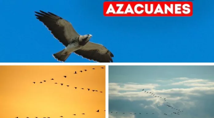 Los azacuanes son diversas aves migratorias que pasan por El Salvador cuando van del norte al sur de América en busca de climas cálidos.