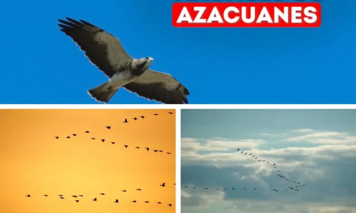 El paso de los azacuanes Los azacuanes son diversas aves migratorias que pasan por El Salvador cuando van del norte al sur de América en busca de climas cálidos.