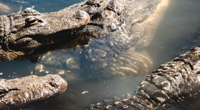 Las autoridades han alertado sobre el desplazamiento de cocodrilos tras las  inundaciones provocadas por el huracán Melissa.
