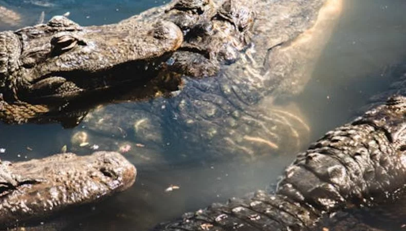 Las autoridades han alertado sobre el desplazamiento de cocodrilos tras las  inundaciones provocadas por el huracán Melissa.