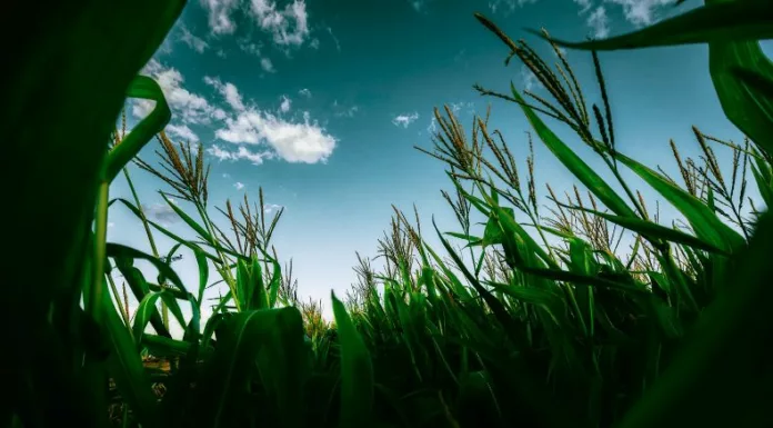 Déficit viene desde 2022. Para garantizar el consumo de los salvadoreños se necesitan 25 millones de quintales (maíz, frijol, arroz y sorgo).