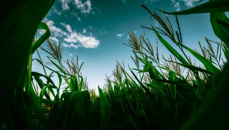 Déficit viene desde 2022. Para garantizar el consumo de los salvadoreños se necesitan 25 millones de quintales (maíz, frijol, arroz y sorgo).