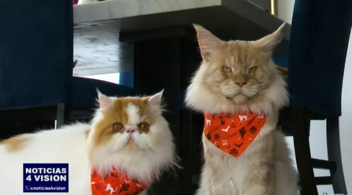 Seis gatos llenan de ternura el hogar de Nathaly, donde cada rincón refleja su presencia y cada día se vive entre juegos, cuidados y mimos.