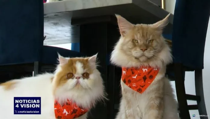 Un hogar donde los gatos marcan el ritmo de cada día Seis gatos llenan de ternura el hogar de Nathaly, donde cada rincón refleja su presencia y cada día se vive entre juegos, cuidados y mimos.