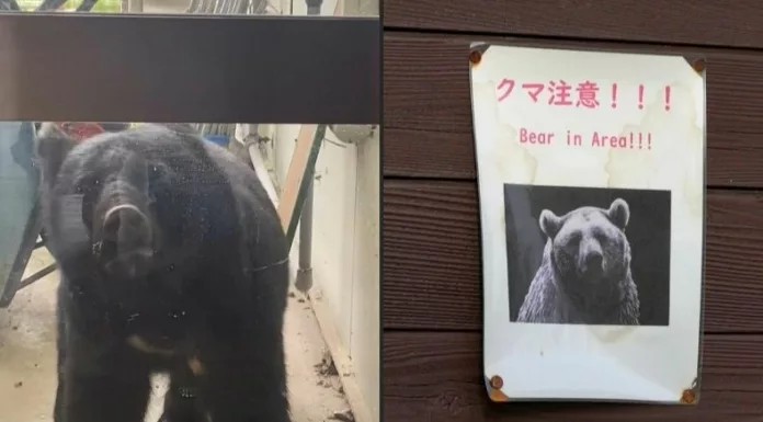 En Japón se registra un aumento récord de ataques de osos, que han dejado 12 personas fallecidas y más de 100 heridas desde abril de este año.