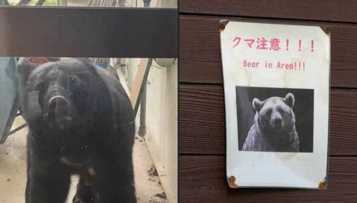 Japón despliega militares ante ola de ataques de osos que han dejado 12 muertos En Japón se registra un aumento récord de ataques de osos, que han dejado 12 personas fallecidas y más de 100 heridas desde abril de este año.