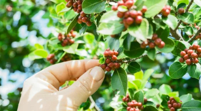 Productores de Colón, en La Libertad, implementan una alternativa económica y ecológica para combatir la broca del café, una de las principales plagas que afecta la calidad y cantidad de las cosechas en el país.