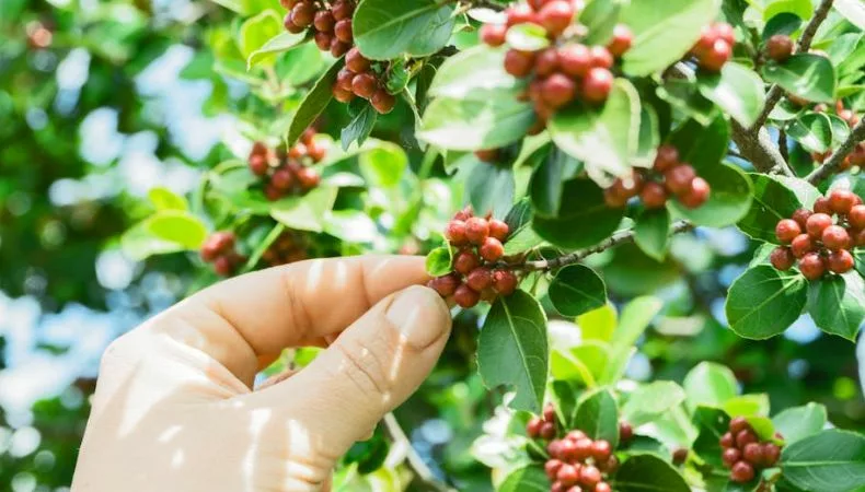 Productores de Colón, en La Libertad, implementan una alternativa económica y ecológica para combatir la broca del café, una de las principales plagas que afecta la calidad y cantidad de las cosechas en el país.