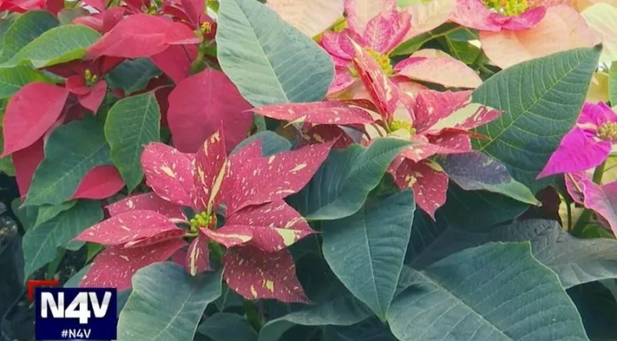 La tradición de las pascuas se mantiene como protagonista en los hogares para recordar que cada fin de año también es un nuevo comienzo.