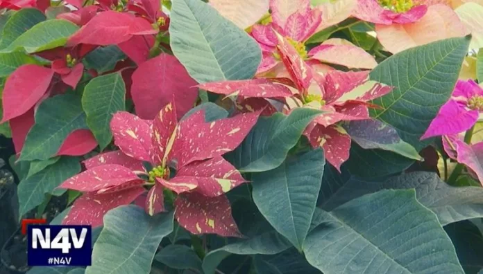 Inicia la época de las pascuas La tradición de las pascuas se mantiene como protagonista en los hogares para recordar que cada fin de año también es un nuevo comienzo.