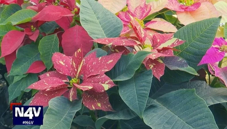 La tradición de las pascuas se mantiene como protagonista en los hogares para recordar que cada fin de año también es un nuevo comienzo.