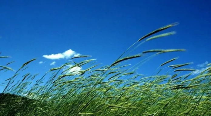 El MARN reportó las zonas con las ráfagas de viento más fuertes registradas por la influencia de los vientos nortes en el país.