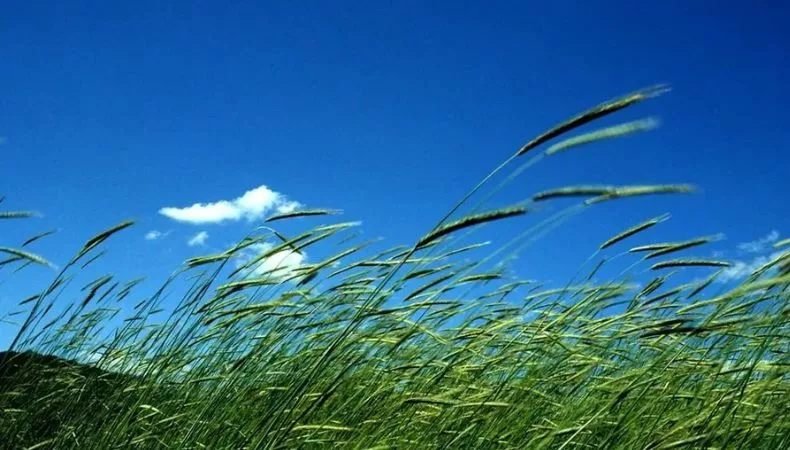 Ishuatán y Apaneca registran las ráfagas de viento más fuertes en el país El MARN reportó las zonas con las ráfagas de viento más fuertes registradas por la influencia de los vientos nortes en el país.