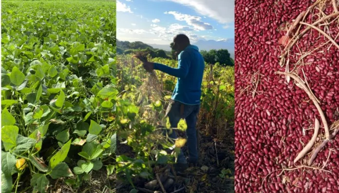 MAG descarta escasez de frijol en el país El viceministro de Agricultura negó que exista escasez de frijol en el país y calificó como falsa la información sobre un posible desabastecimiento.