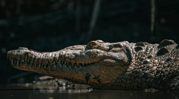 Habitantes de la Libertad Costa reportaron avistamientos inusuales de cocodrilos en el mar, situación que fue confirmada por el Ministerio de Medio Ambiente.