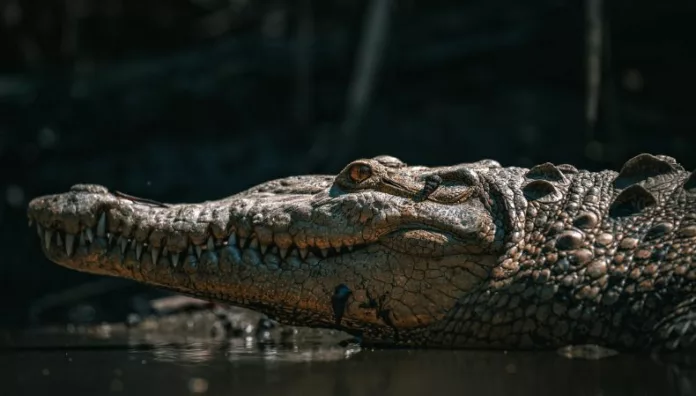 Avistamientos de cocodrilos en La Libertad alertan a pobladores Habitantes de la Libertad Costa reportaron avistamientos inusuales de cocodrilos en el mar, situación que fue confirmada por el Ministerio de Medio Ambiente.