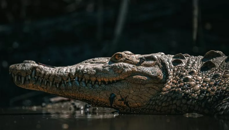 Habitantes de la Libertad Costa reportaron avistamientos inusuales de cocodrilos en el mar, situación que fue confirmada por el Ministerio de Medio Ambiente.