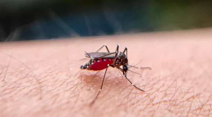 Si hay casos autóctonos, Colegio Médico pide a MINSAL decretar alerta y epidemia, ya que estaba erradicada desde 2021 en El Salvador.