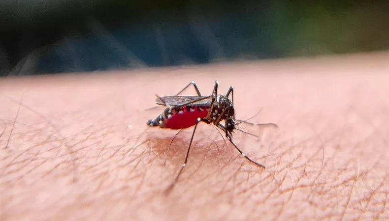 Si hay casos autóctonos, Colegio Médico pide a MINSAL decretar alerta y epidemia, ya que estaba erradicada desde 2021 en El Salvador.