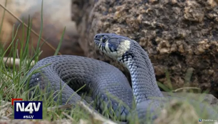 Entre la naturaleza y el peligro cómo actuar ante mordeduras de serpientes Las mordeduras de serpientes pueden ocurrir en cualquier momento. Son rápidas, silenciosas y pueden convertir un paseo tranquilo en una situación de peligro.