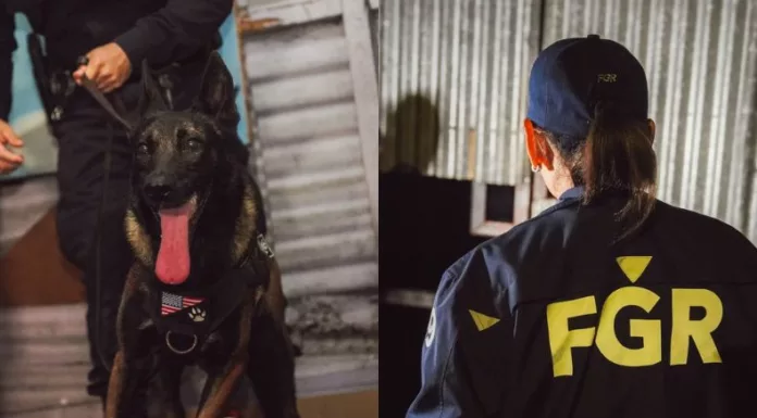 La Fiscalía y la PNC llevaron a cabo un operativo para desarticular una estructura vinculada a la distribución de drogas en San Salvador.