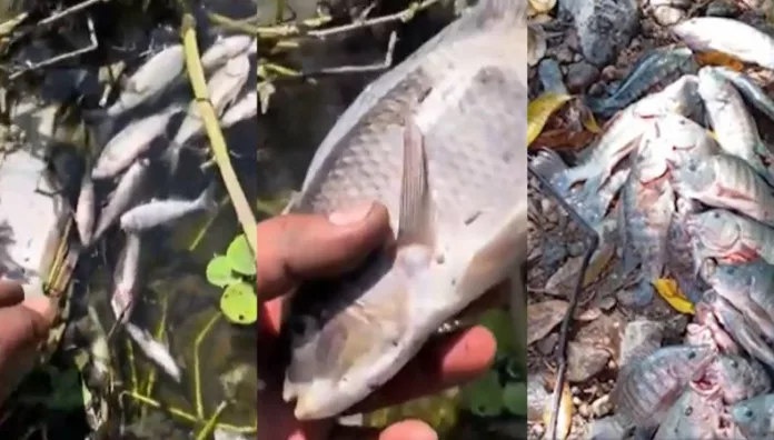 Muerte masiva de peces preocupa a comunidades de Suchitoto Vecinos de comunidades de Suchitoto muestran preocupación y temor por la muerte de cientos de peces.