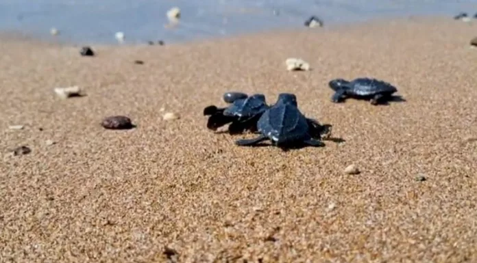 Las tortugas recién nacidas fueron liberadas para seguir su camino hacia el mar.