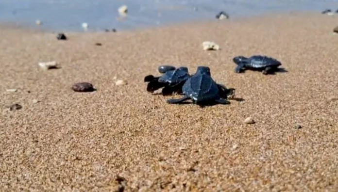 Liberan crías de tortugas para aumentar supervivencia Las tortugas recién nacidas fueron liberadas para seguir su camino hacia el mar.