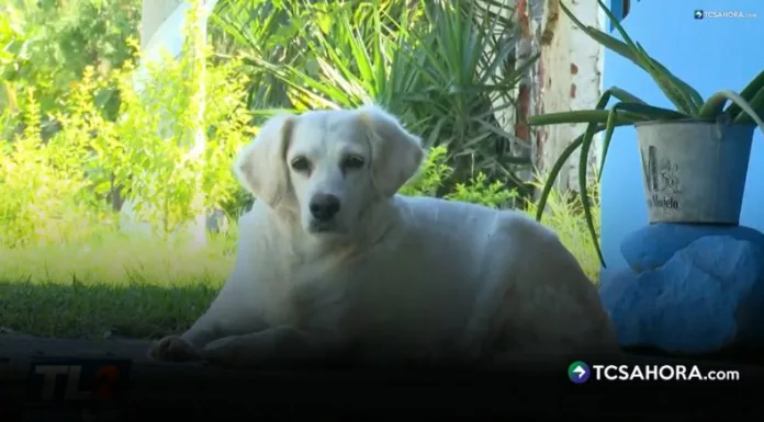 Habitantes de El Amatal reportaron la muerte repentina de varios perros y temen que se trate de un caso de envenenamiento.