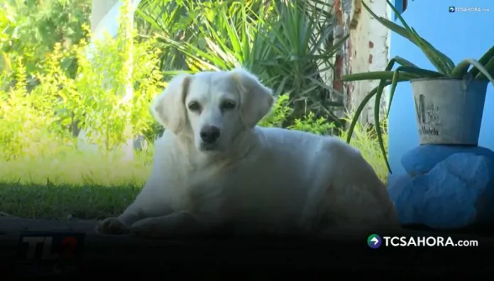 Denuncian muerte de perros por supuesto envenenamiento en La Libertad Costa Habitantes de El Amatal reportaron la muerte repentina de varios perros y temen que se trate de un caso de envenenamiento.