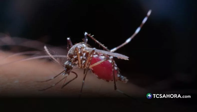 El Ministerio de Salud confirmó 107 casos de malaria entre 310 salvadoreños que regresaron de la República Democrática del Congo.